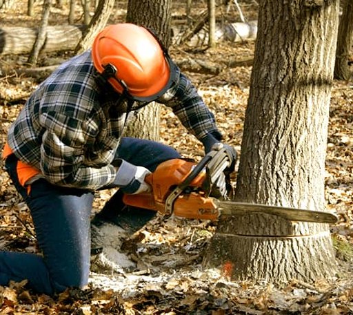 Tree Removal in Moultonborough, NH